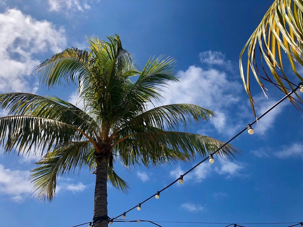 Palmtrees, lights, clear blue sky with white clouds in Curaçao