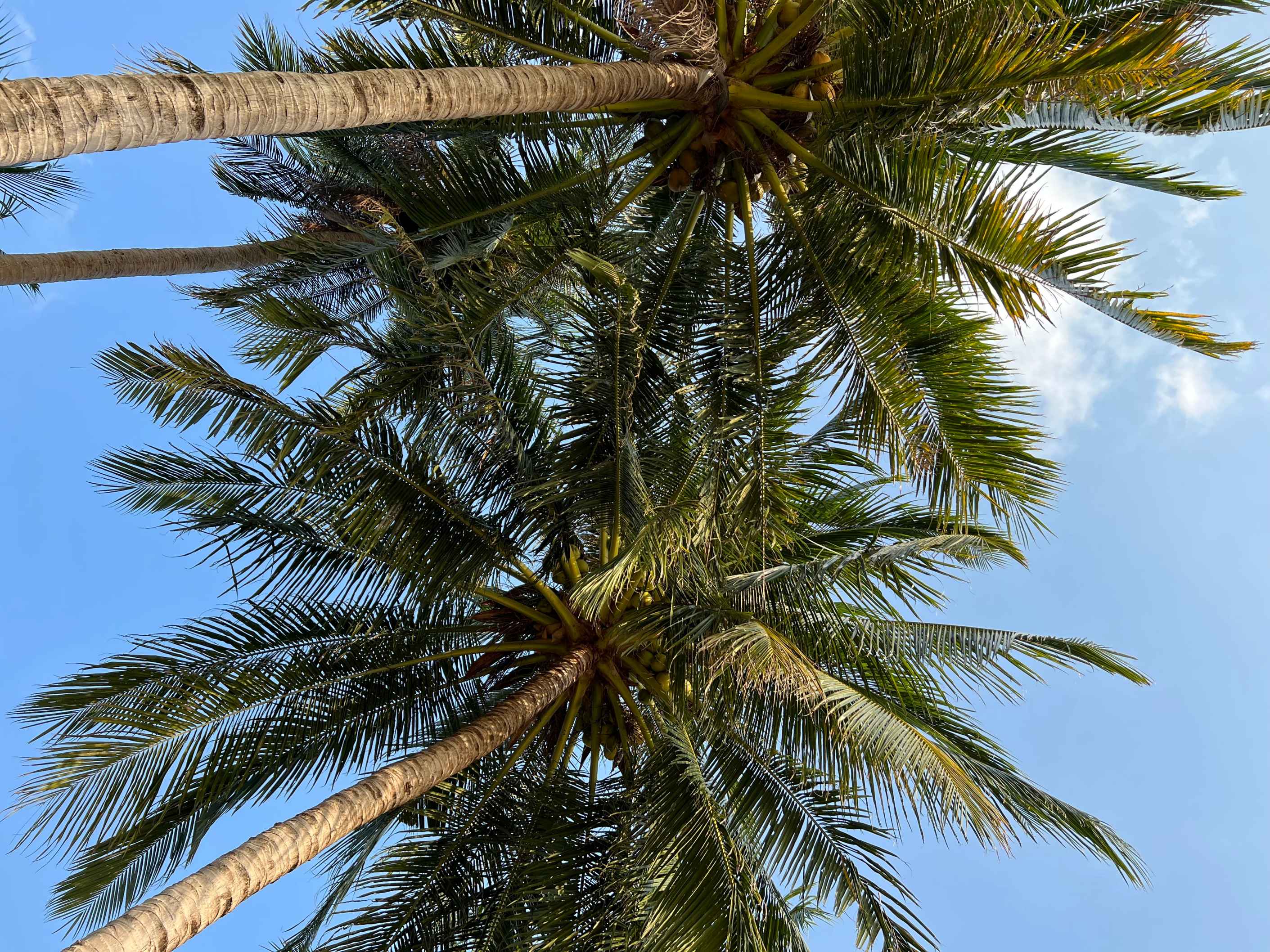 Palmtree, blue sky, white cloud, tropical