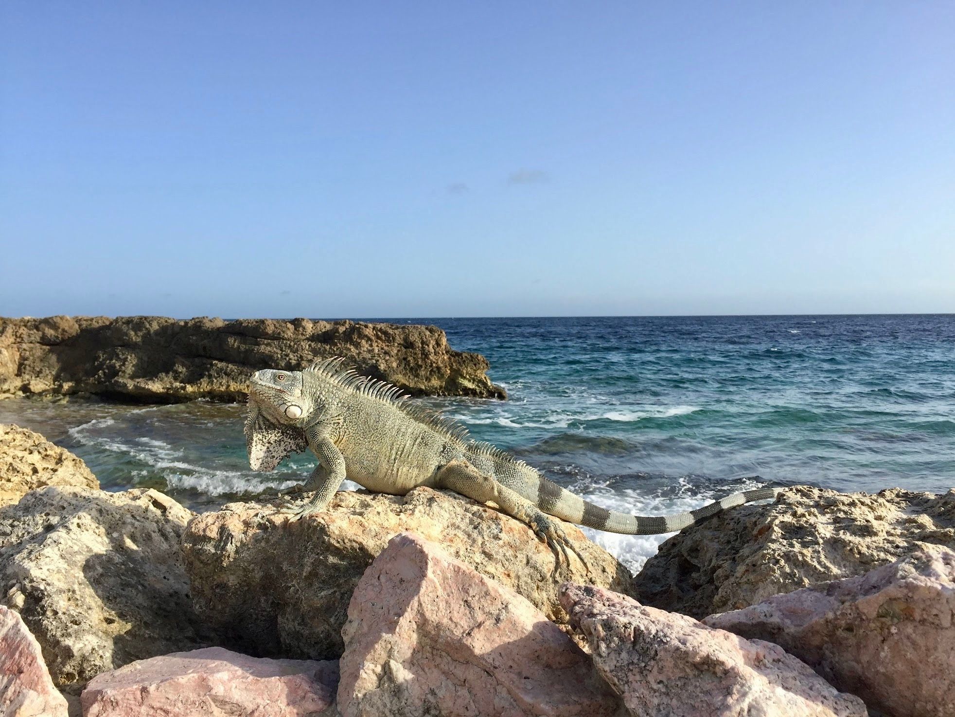 Iguana at Jan Thiel Beach, Curaçao