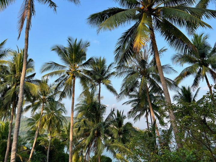 Palmtrees, Koh Tao, Thailand